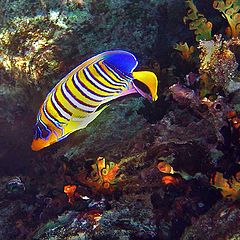 фото "Ангел-диакантус - Royal angelfish"