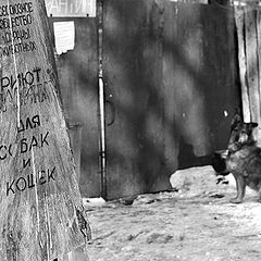 photo "All-Union society of animal protection. A shelter "Ilyinka" for dogs and cats."
