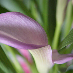 photo "Calla Lily"