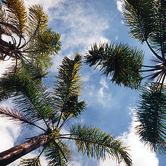 photo "between the sky and the earth"