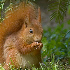 photo "A friendly stranger"