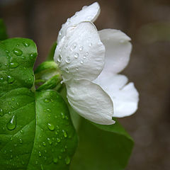 photo "Flowers"