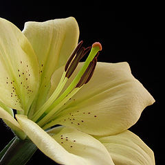 photo "Lily"