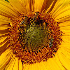 photo "sunflower"