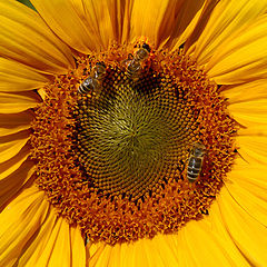 фото "sunflower"