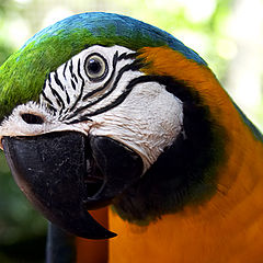 фото "Parrot"