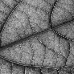 photo "Leaf Detail"