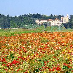 photo "Spring in Latrun"