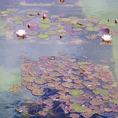 photo "Water lilys"