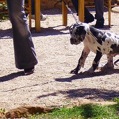 photo "little dog with personality"