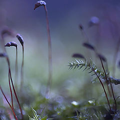 photo "Mysterious wood"