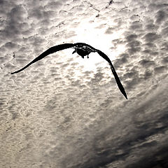 album "Conceptual"