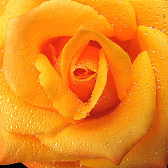 photo "Rose #1"