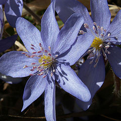 photo "Hepatica nobilis"