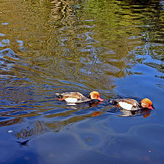 photo "Three Little Ducks"