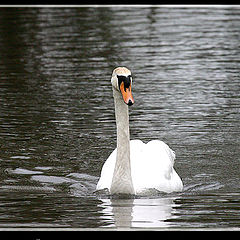 photo "Peaceful Elegance"