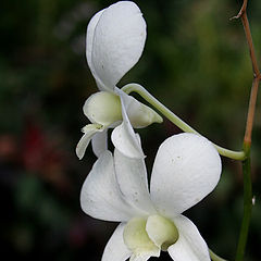 фото "веточка орхидеи"