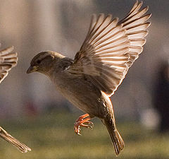 photo "Slow Motion"