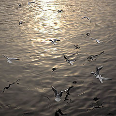 фото "Dreams"