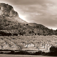 photo "almond field"