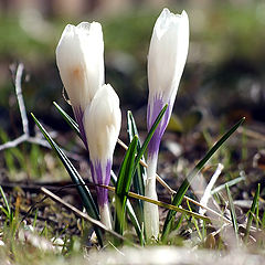 фото "Snowdrop"