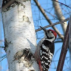 photo "Woodpecker"