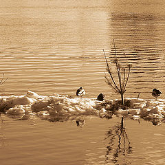 photo "ducks & christmas-trees"