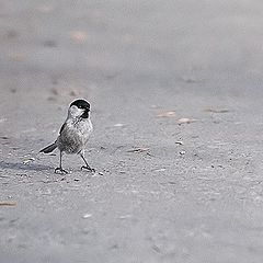 фото "как страшно жить ..."