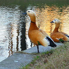 photo "Ducks"