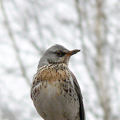 photo "Spring fieldfare portrait"