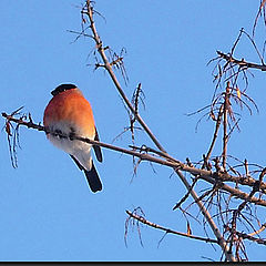 photo "Winter guest"