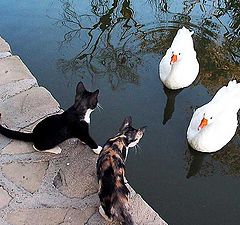 фото "The goose to a cat not comrade"