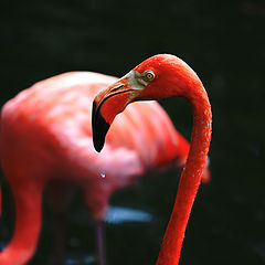 photo "Red Flamingo"