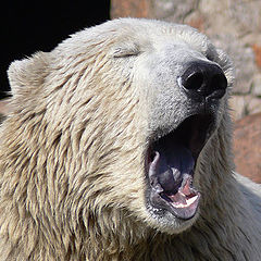 photo "Yawning bear"