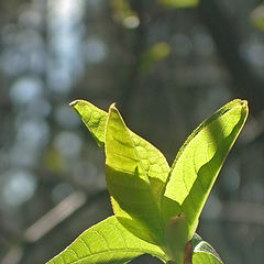 photo "At last were dismissed"