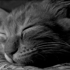 photo "deep sleep"