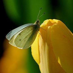 photo "Butterfly"