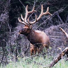 photo "Elk near Banff"