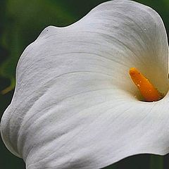 photo "White symphony"
