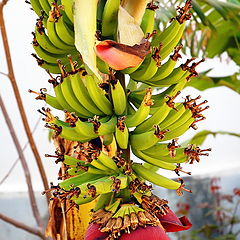 photo "Paradise banana"