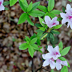 photo "flowers and leaves"