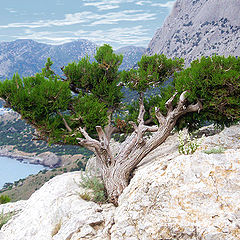 photo "Crimea landscape"