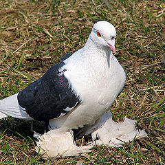 photo "And a sight - as at an eagle :)"