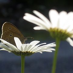 photo "On the flowerland"