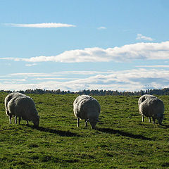 photo "A Sheeps Heaven"