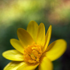 photo "Yellow and green"