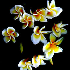 photo "Frangipani"