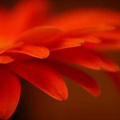 photo "gerbera"