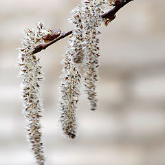 photo "Labels of spring"