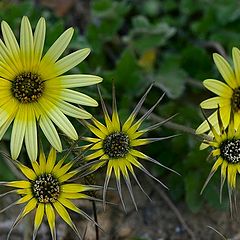 photo "Mother, father and sons and daughters"